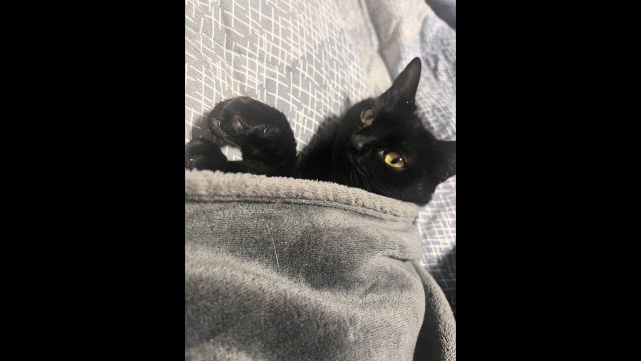 Gata Meia Noite desapareceu no bairro Esmeralda