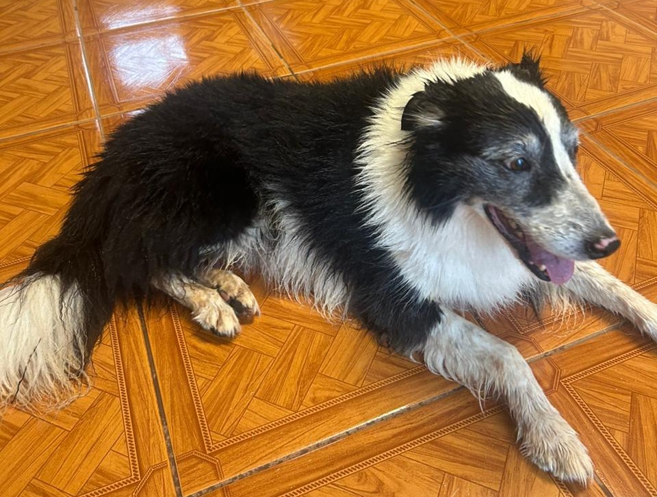 Cadelinha de estimação se abriga na Cúria após ser encontrada na chuva