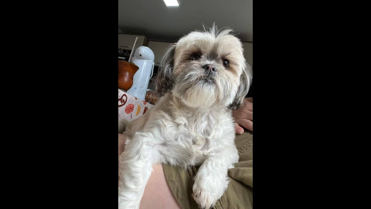 Cachorra é encontrada no bairro Brasília