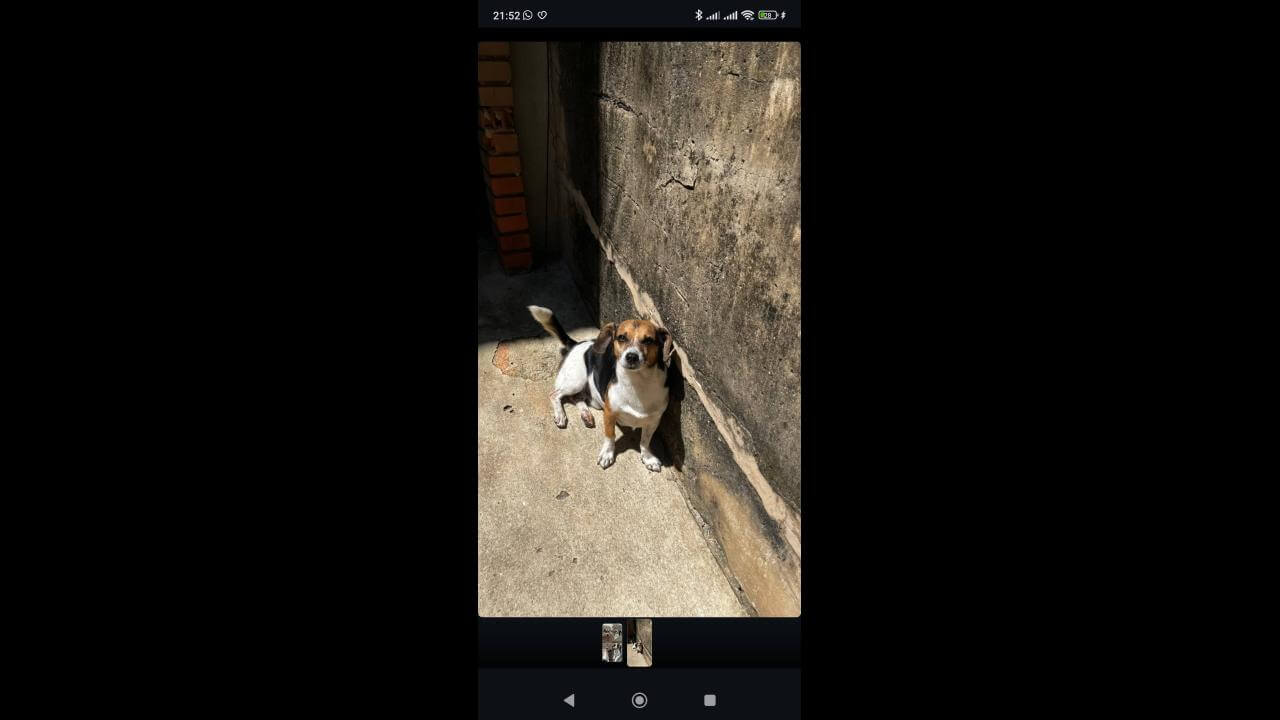 Cachorro Duque desapareceu no bairro Santa Cruz