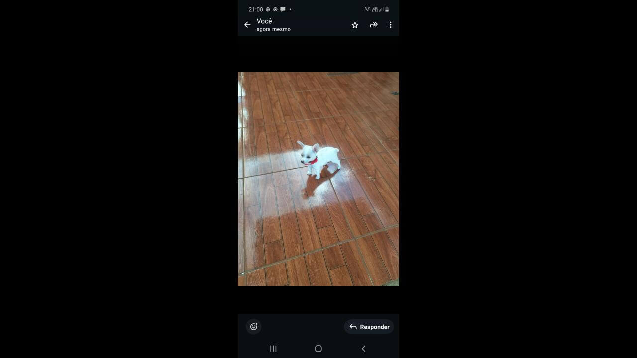Cachorra Mel desapareceu na BR 277