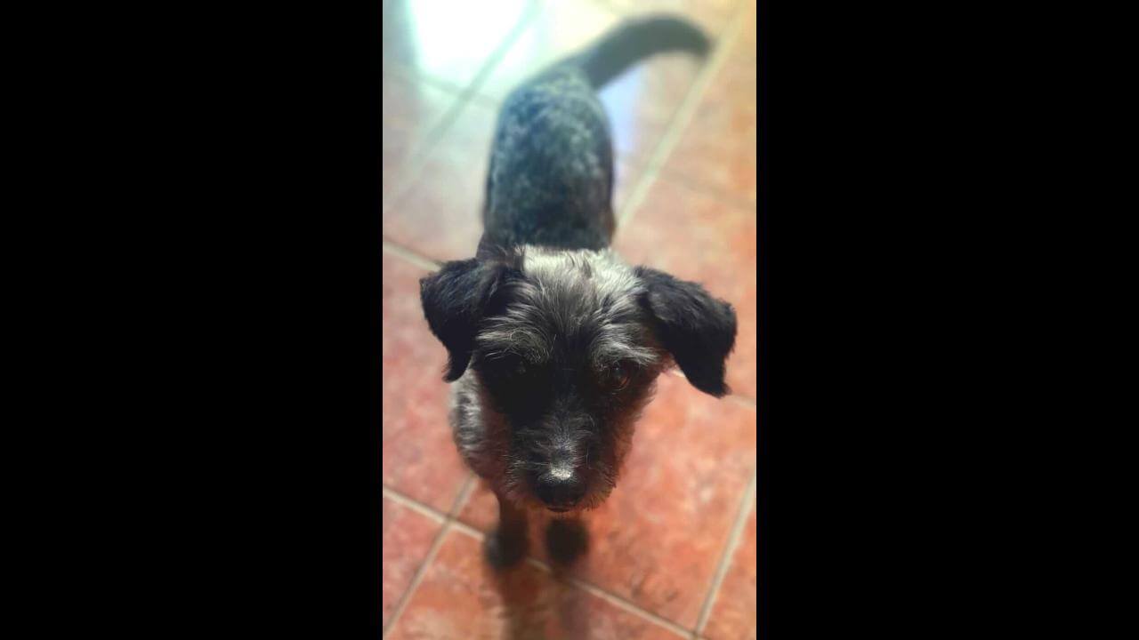 Cachorro Bigode desapareceu no bairro Cascavel Velho