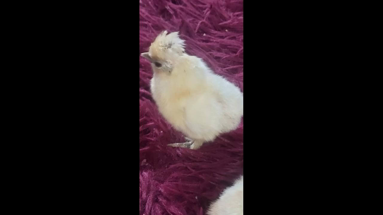 Galinha Chinesa desapareceu no bairro Brasília