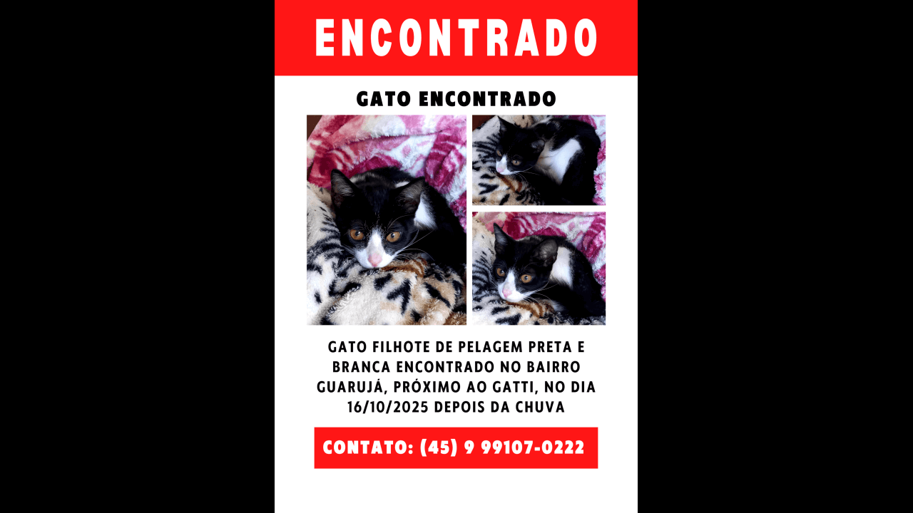 Gato é encontrado no bairro Guarujá