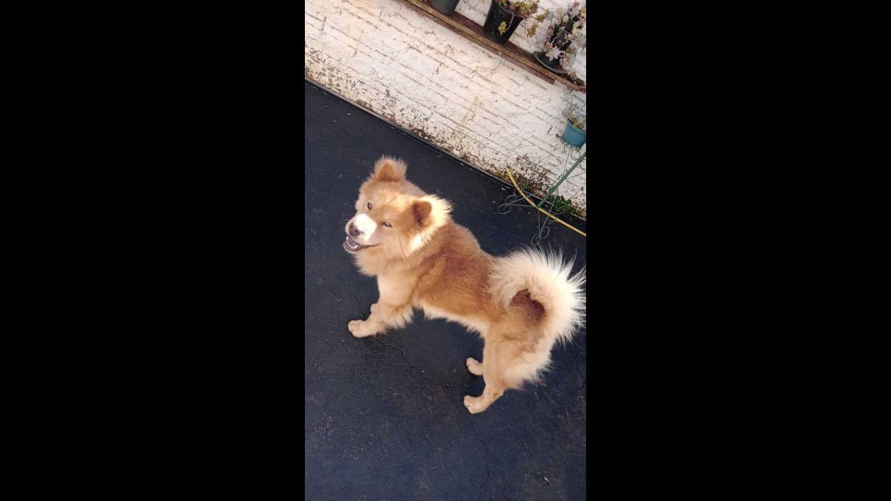Cachorro Pipoca desapareceu no bairro 14 de Novembro