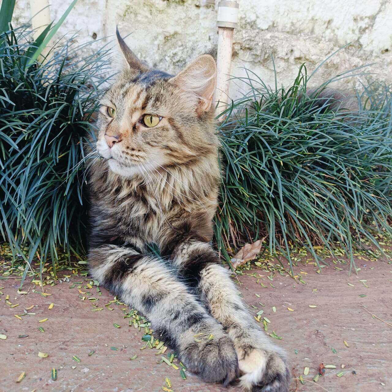 Gata Coca desapareceu no bairro Parque São Paulo