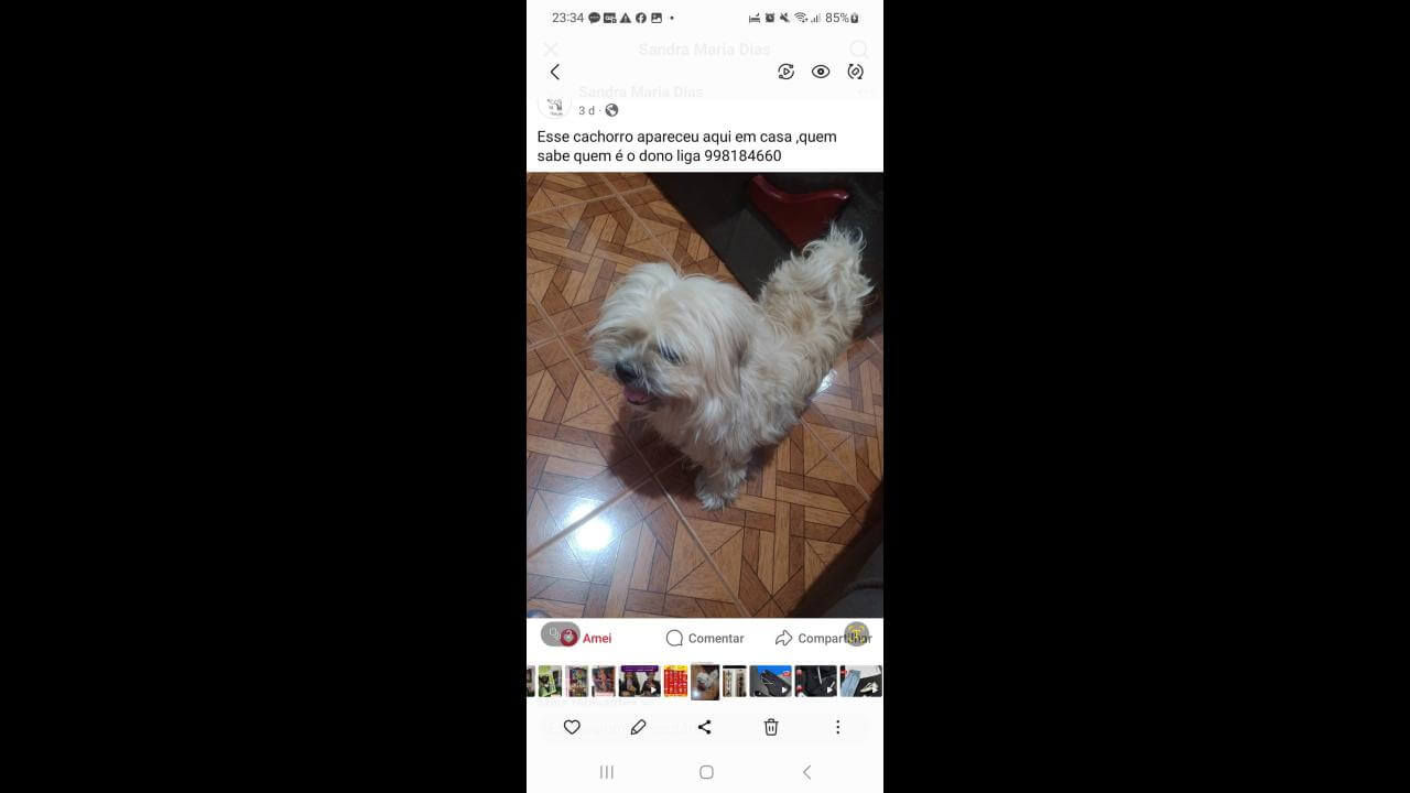 Cachorro Thor desapareceu no bairro Esmeralda