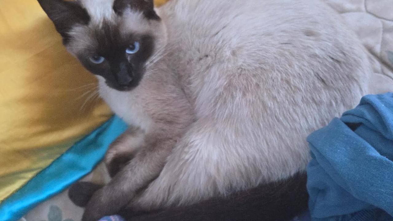 Gato é encontrado no bairro Parque Verde
