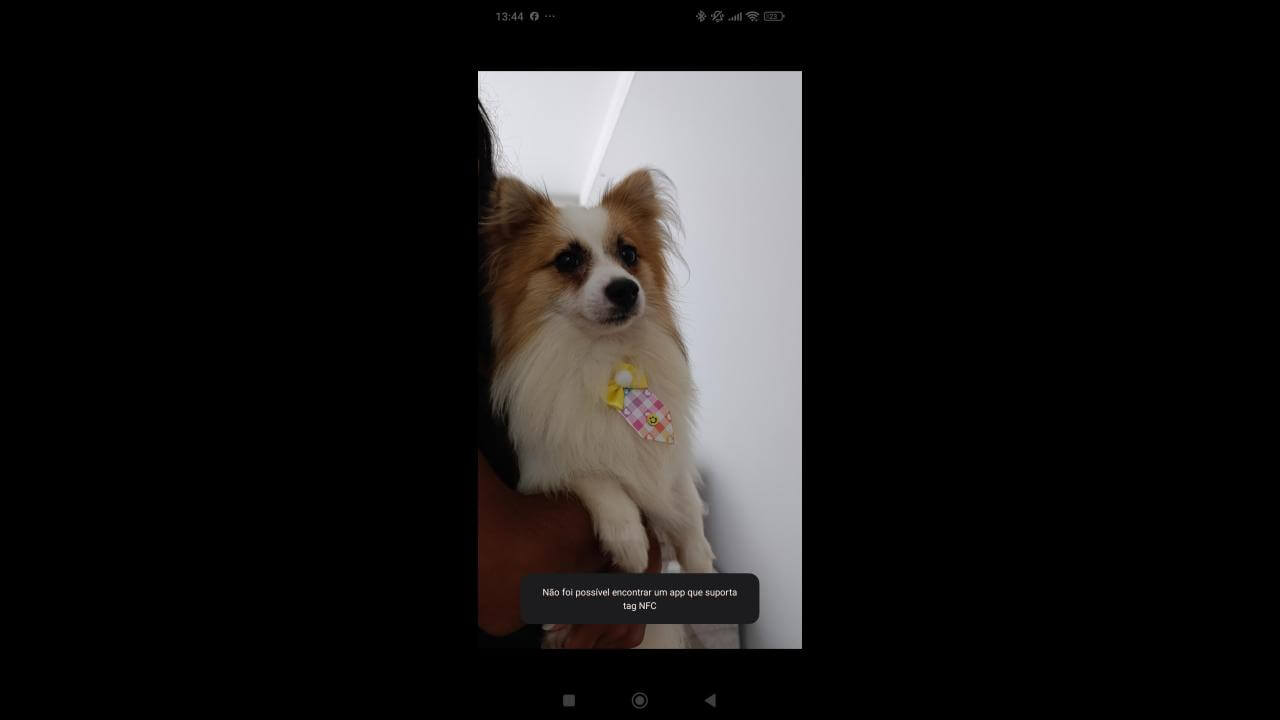 Cachorro Raposo desapareceu no bairro Centro