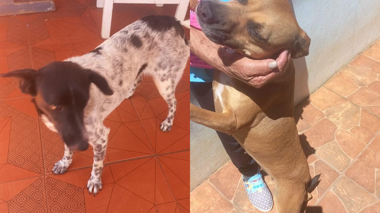 Família pede ajuda para encontrar novo lar para duas cadelas após morte da tutora em decorrência de câncer