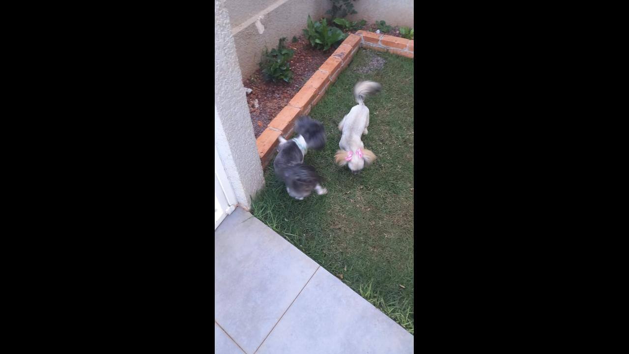 Cachorro é encontrado no bairro Parque Verde