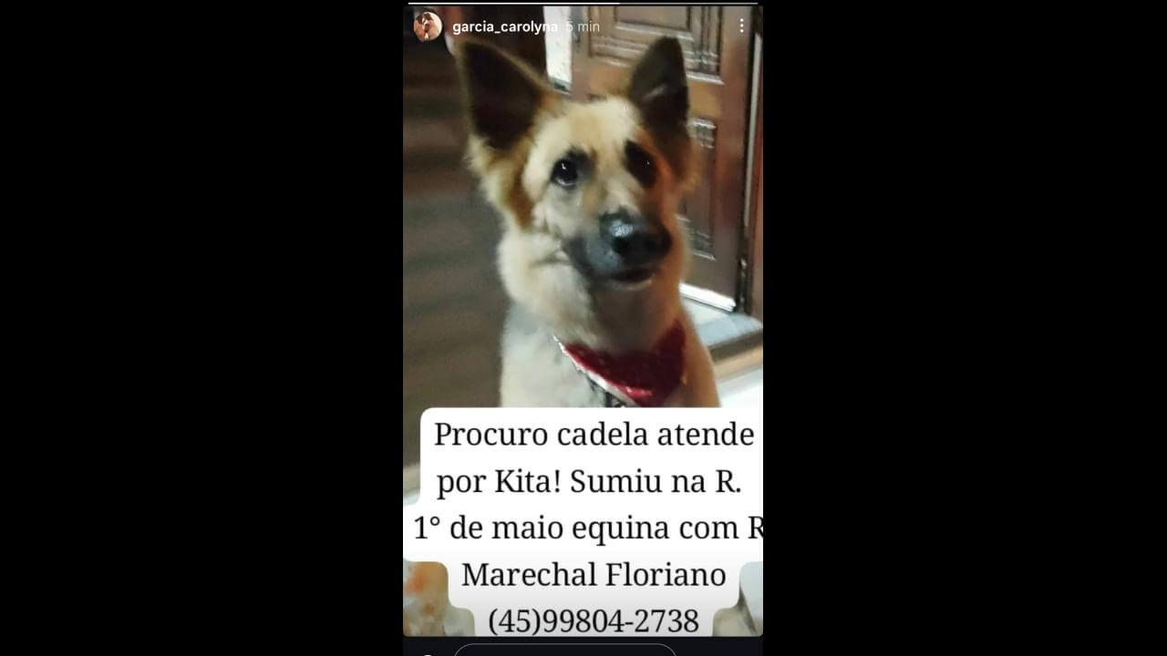 Cachorra Kita desapareceu no bairro Neva