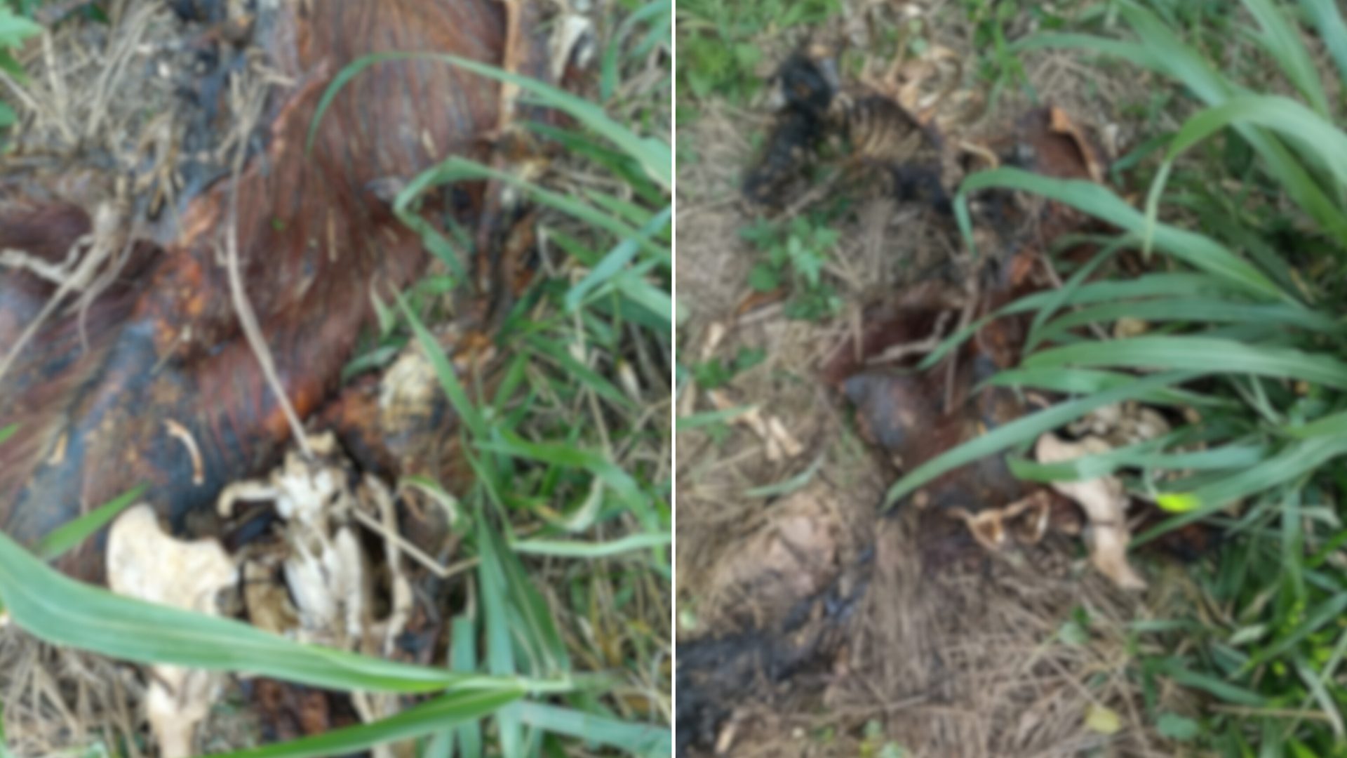 Capivara é encontrada morta e mutilada próximo ao Lago de Olarias
