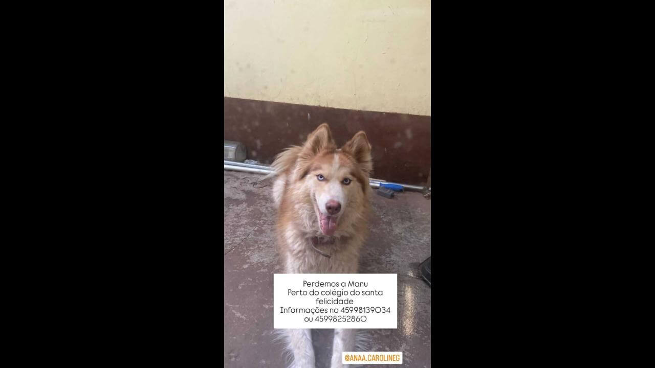 Cachorra Manu desapareceu no bairro Santa Felicidade