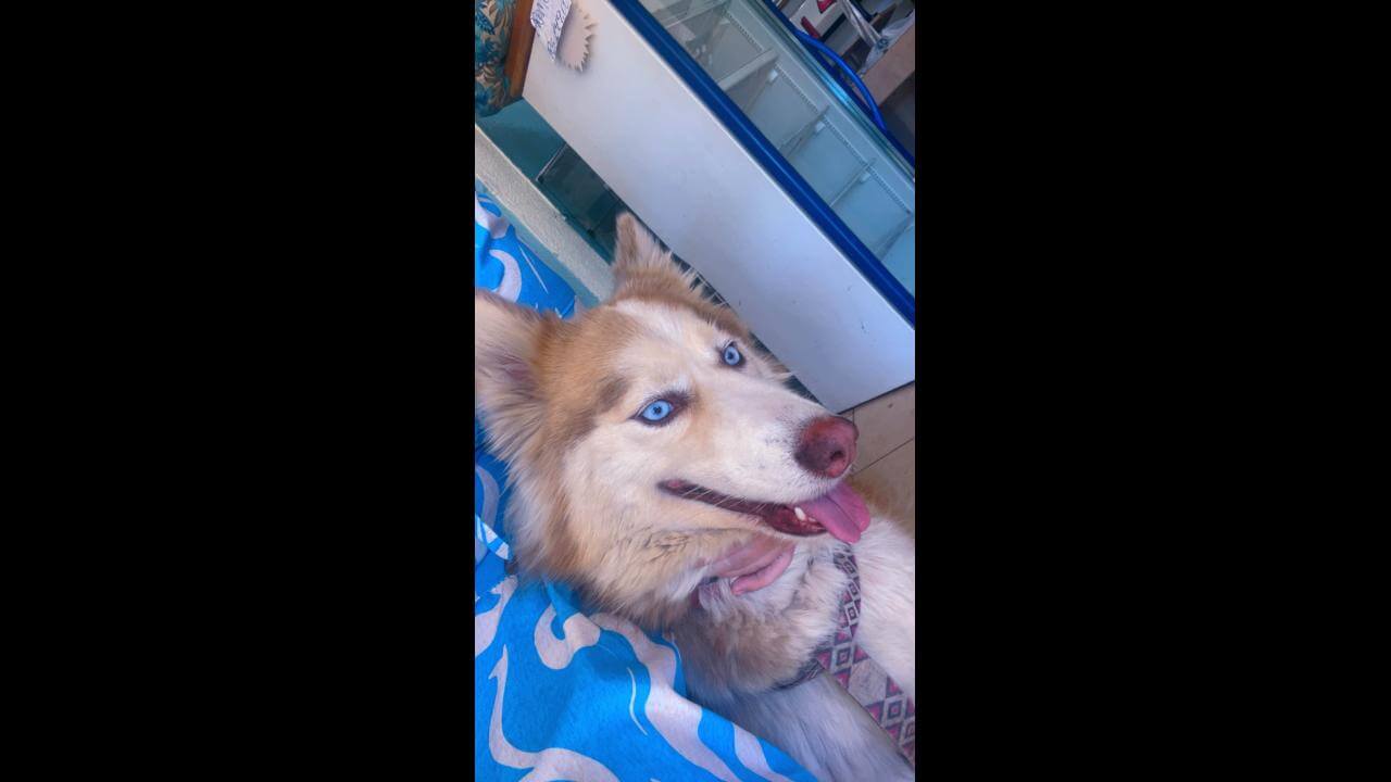 Cachorra é encontrada no bairro Santa Felicidade