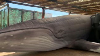 Jardim Botânico do Rio expõe réplica de jubarte por conscientização