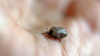 Parque no interior de SP é interditado após mortes por febre maculosa Parque no interior de SP é interditado após mortes por febre maculosa