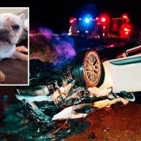 Imagem referente a Cachorrinho Theo é encontrado após grave acidente na BR-467 em Cascavel