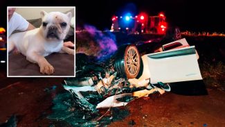 Cachorrinho Theo é encontrado após grave acidente na BR-467 em Cascavel Cachorrinho Theo é encontrado após grave acidente na BR-467 em Cascavel