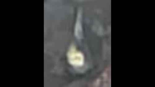 Calopsita Tiquinho desapareceu no bairro Centro Imagem referente a Calopsita Tiquinho desapareceu no bairro Centro