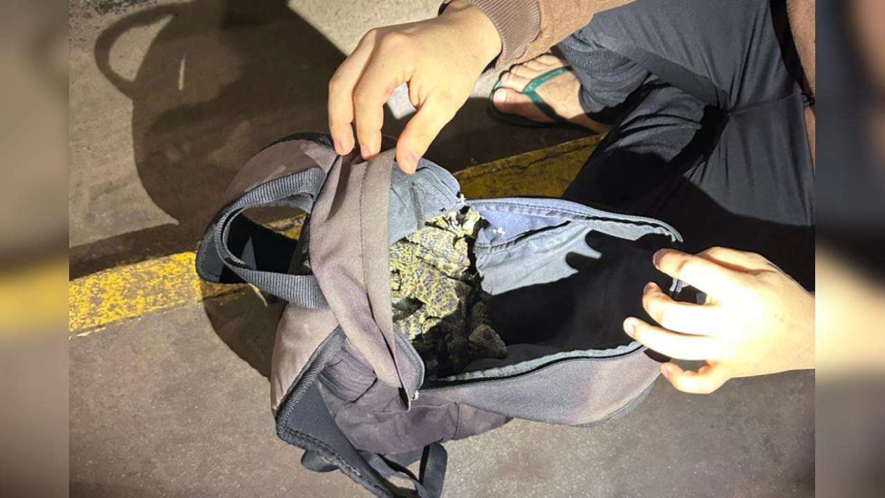 Agentes encontraram mochilas cheias de jacarés, cobras e lagartixas vivas na Ponte da Amizade