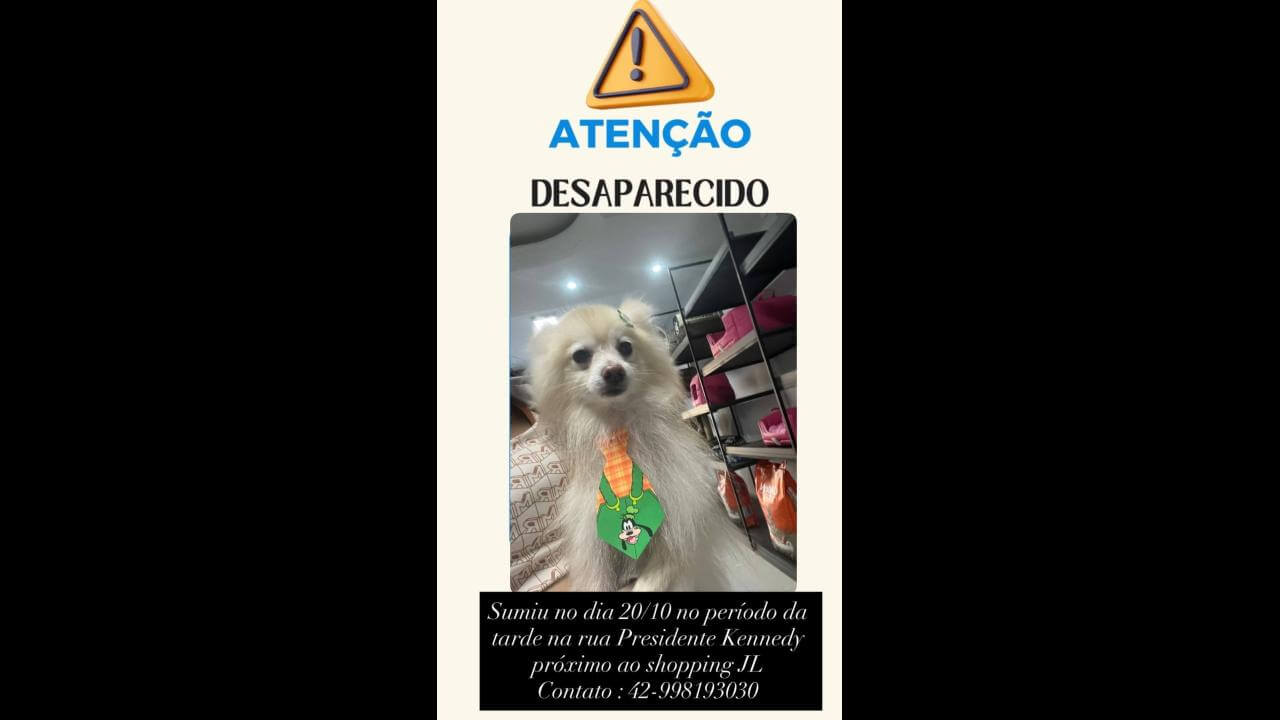 Cachorro desapareceu no bairro Centro