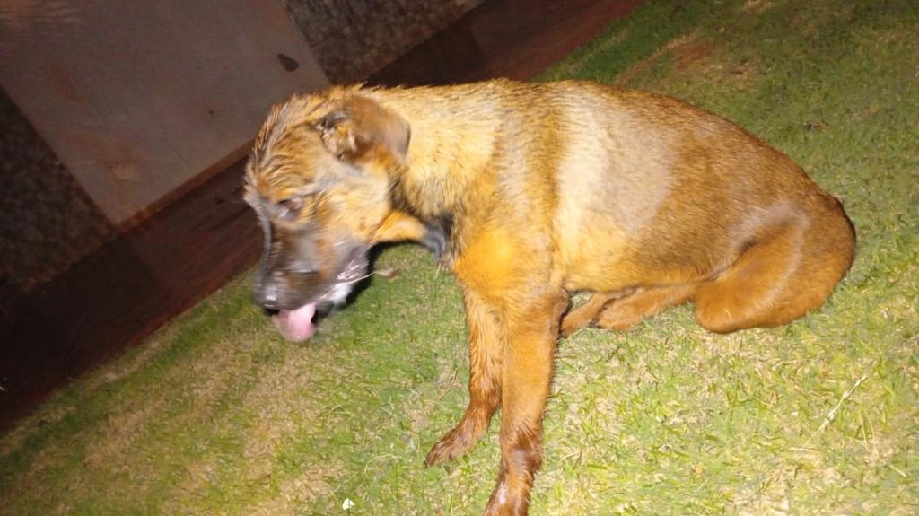 Cães envenenados morrem, moradores denunciam crime e temem por mais ataques