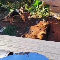 Imagem referente a Maus-tratos: Vídeo mostra cachorro morto em quintal e outros dois animais em situação de abandono
