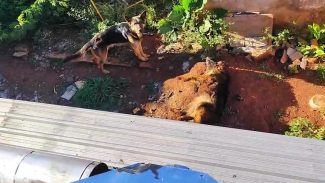 Maus-tratos: Vídeo mostra cachorro morto em quintal e outros dois animais em situação de abandono