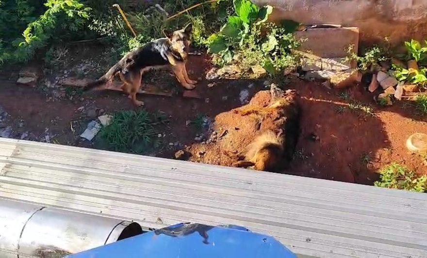 Maus-tratos: Vídeo mostra cachorro morto em quintal e outros dois animais em situação de abandono