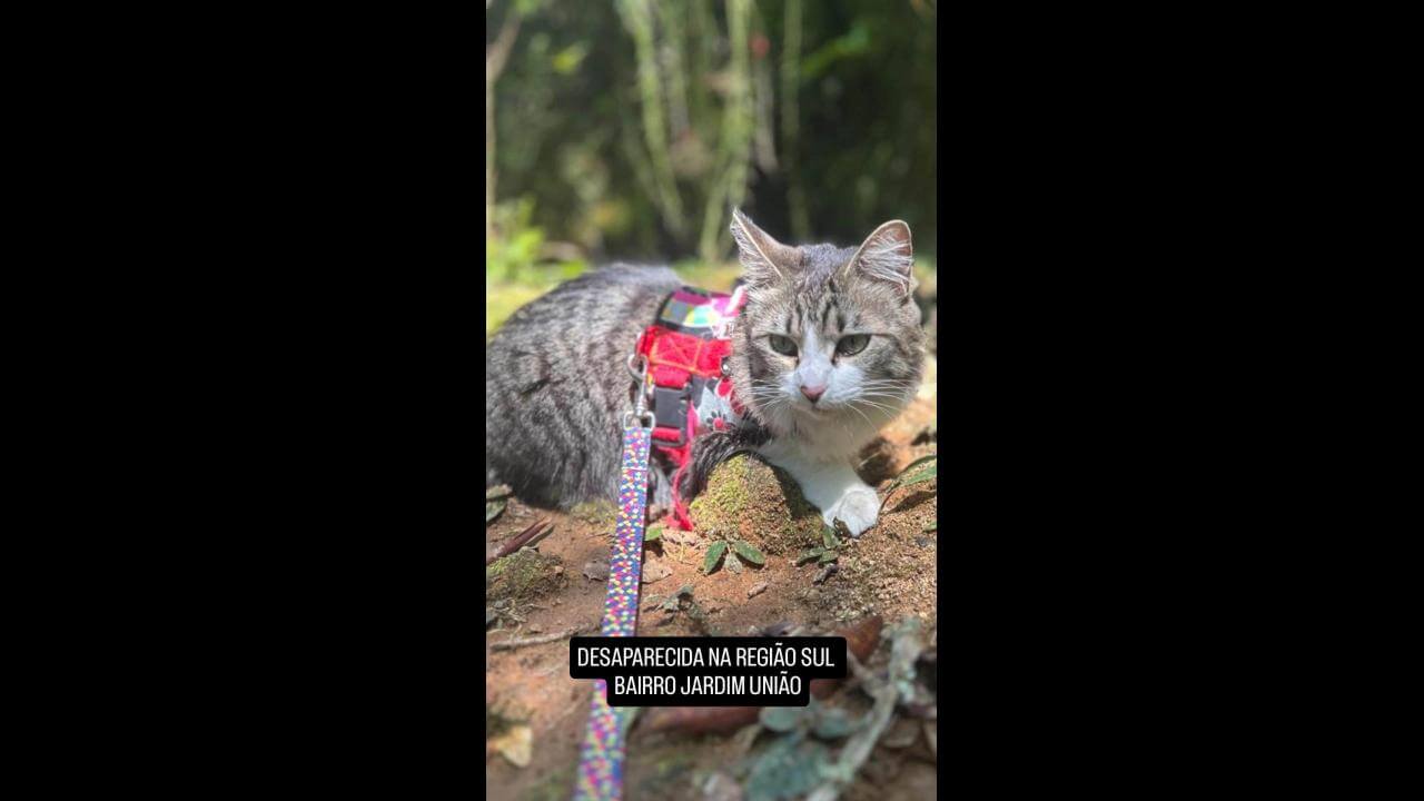 Gata Manuela desapareceu no bairro Jardim União Gata Manuela desapareceu no bairro Jardim União