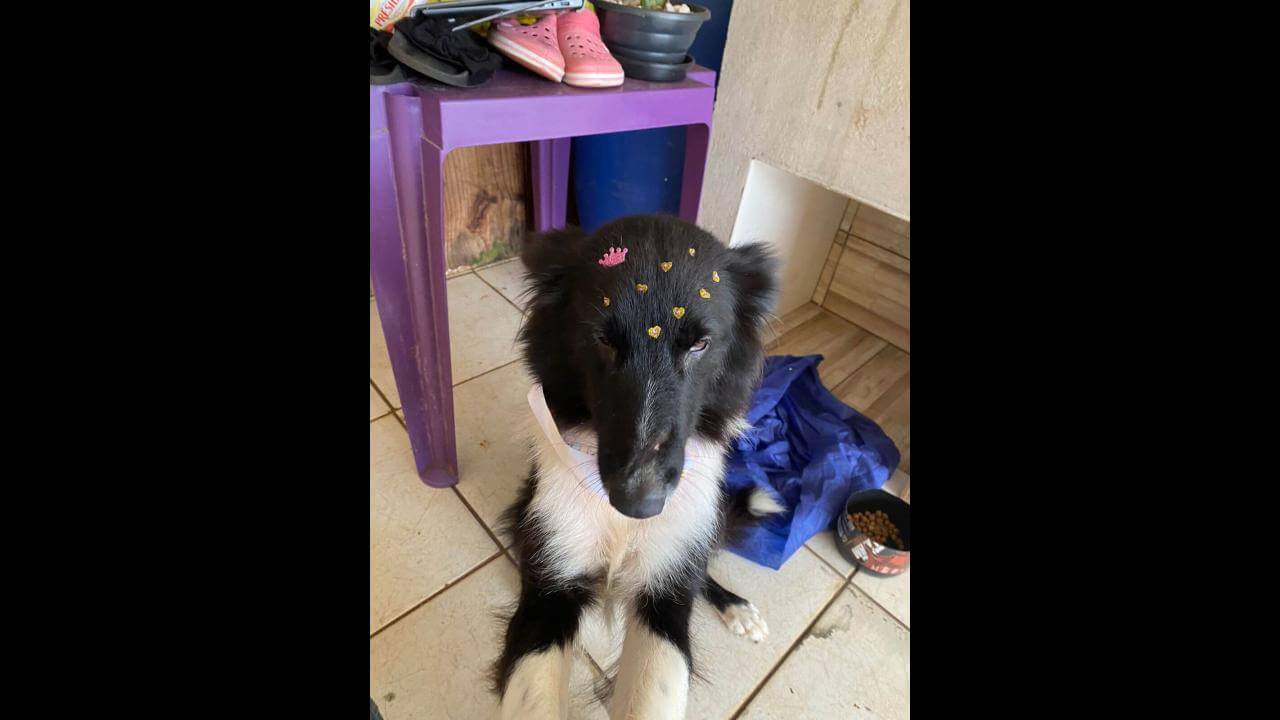 Cachorra Amora desapareceu no bairro Esmeralda Cachorra Amora desapareceu no bairro Esmeralda