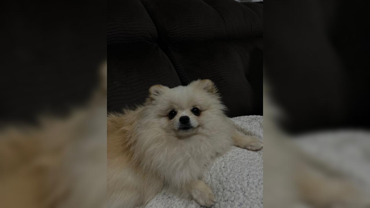 Cachorrinha desapareceu no Bairro Parque São Paulo