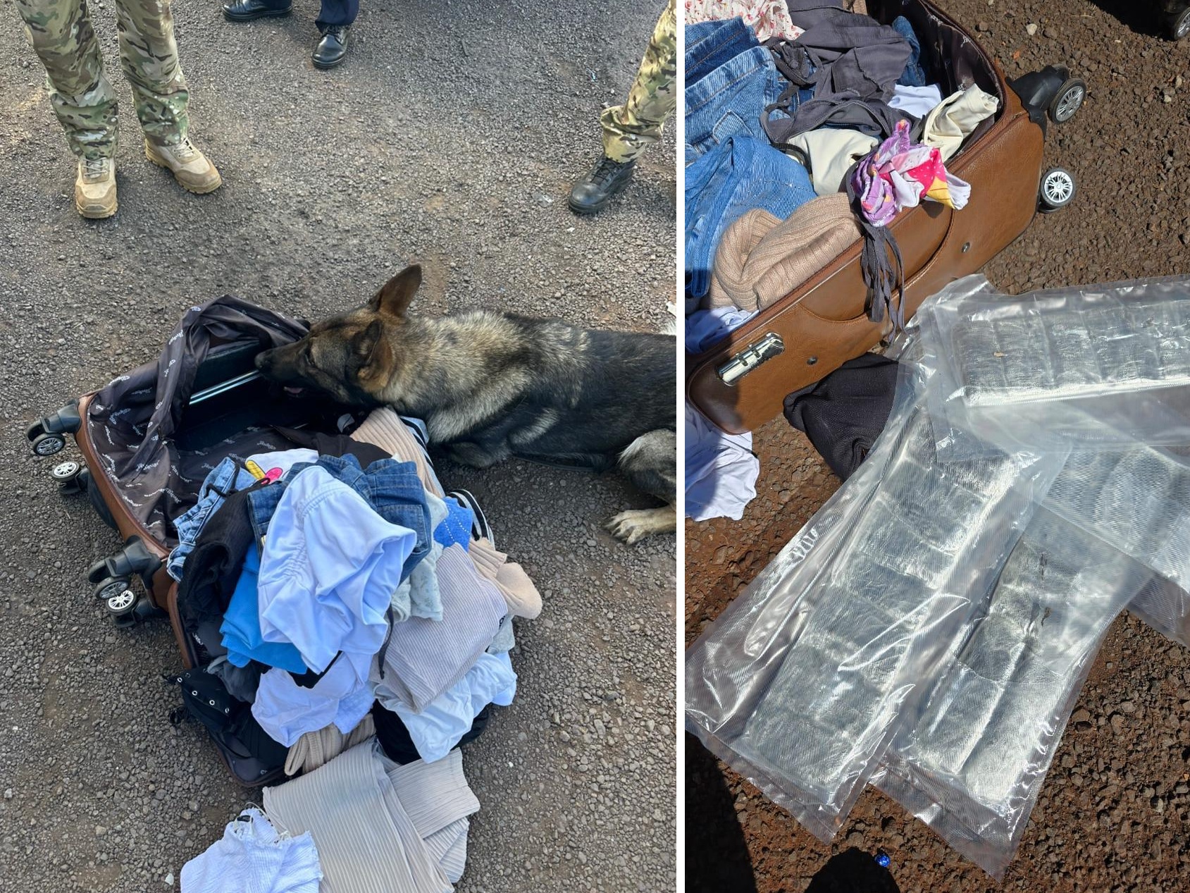 Cão farejador entrega mulher com 4,7 kg de haxixe na BR-277