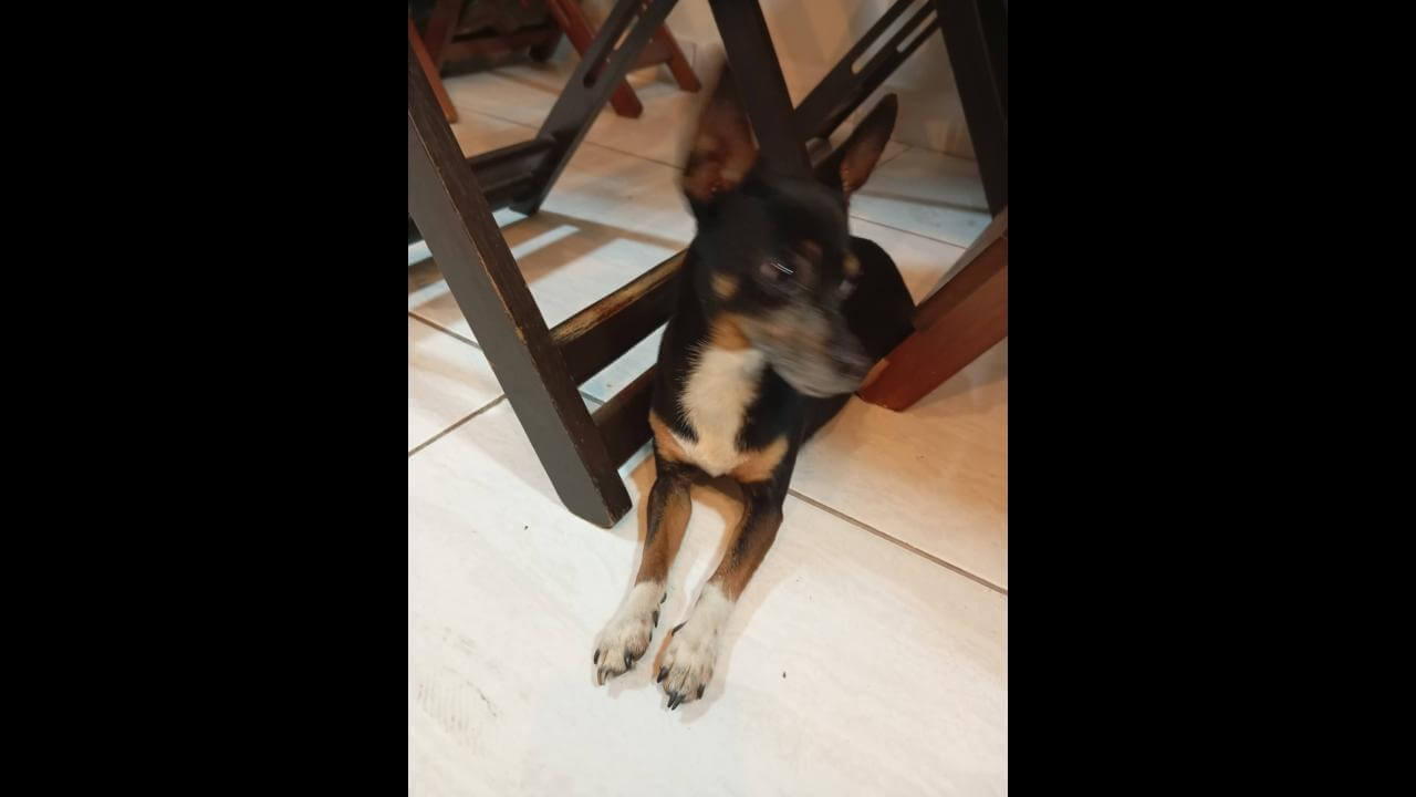 Cachorra é encontrada no bairro Pacaembu Cachorra é encontrada no bairro Pacaembu