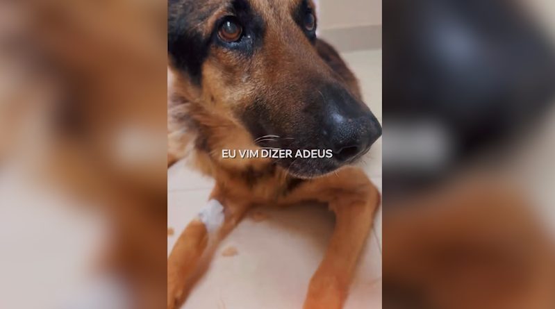 Homenagem: PM de Cascavel presta última continência ao “Athos”, submetido à eutanásia