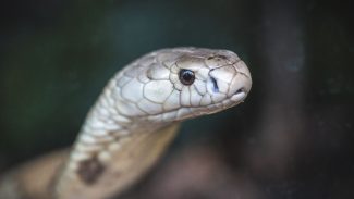 Estudo prevê substituição de roedor em testes antiveneno de serpentes Estudo prevê substituição de roedor em testes antiveneno de serpentes