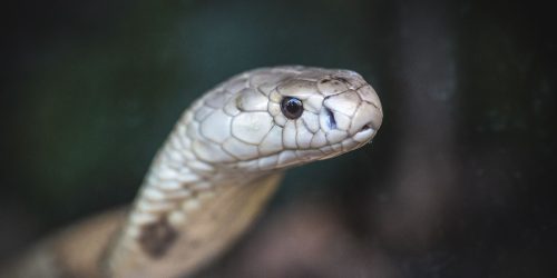 Estudo prevê substituição de roedor em testes antiveneno de serpentes Imagem referente a Estudo prevê substituição de roedor em testes antiveneno de serpentes