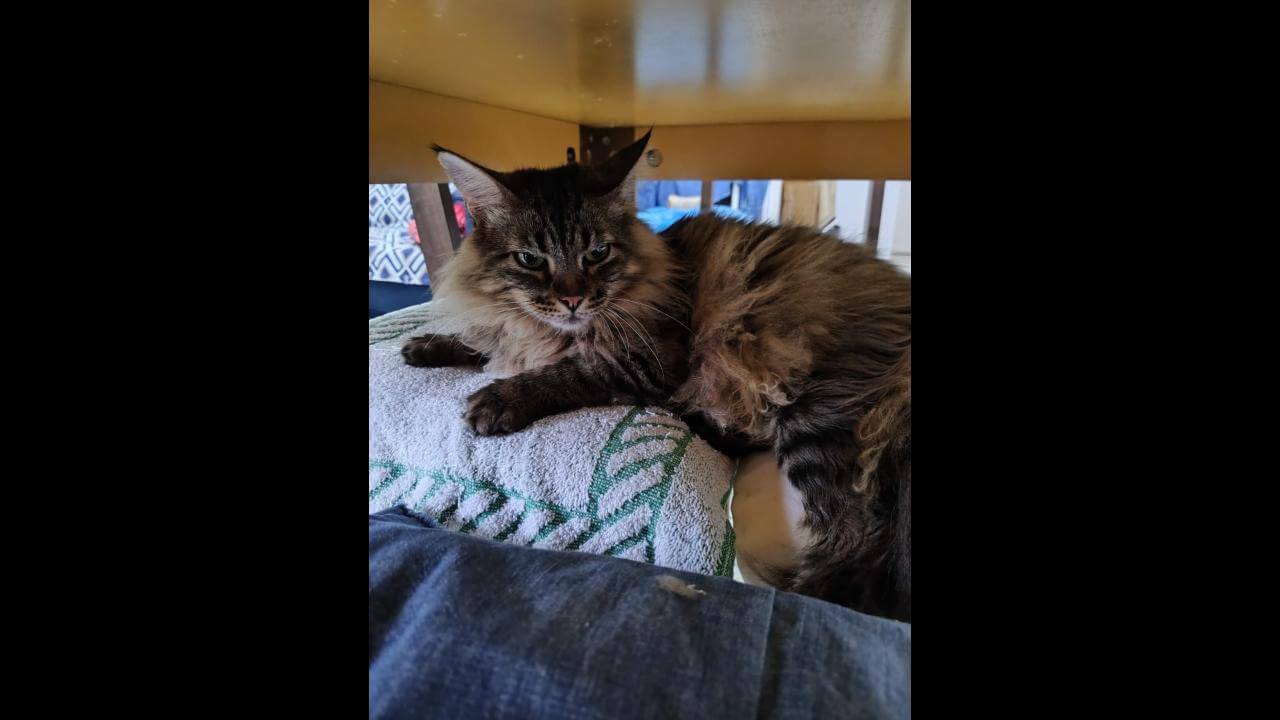 Gata Mimi desapareceu no bairro Floresta