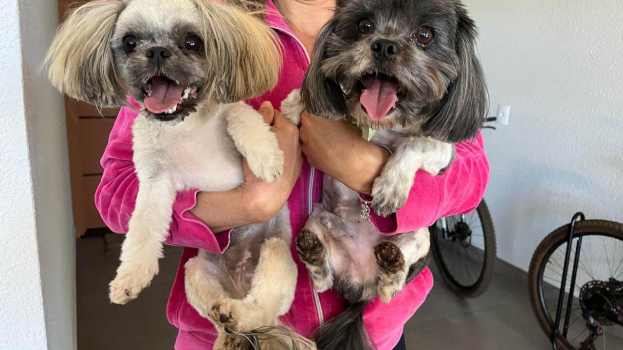 Cachorro é encontrado no bairro Parque Verde