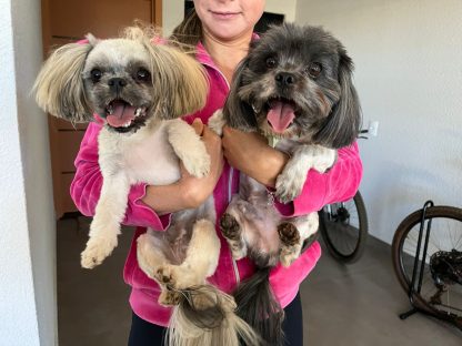 Cachorrinhos são encontrados perdidos no Bairro Parque Verde Imagem referente a Cachorrinhos são encontrados perdidos no Bairro Parque Verde