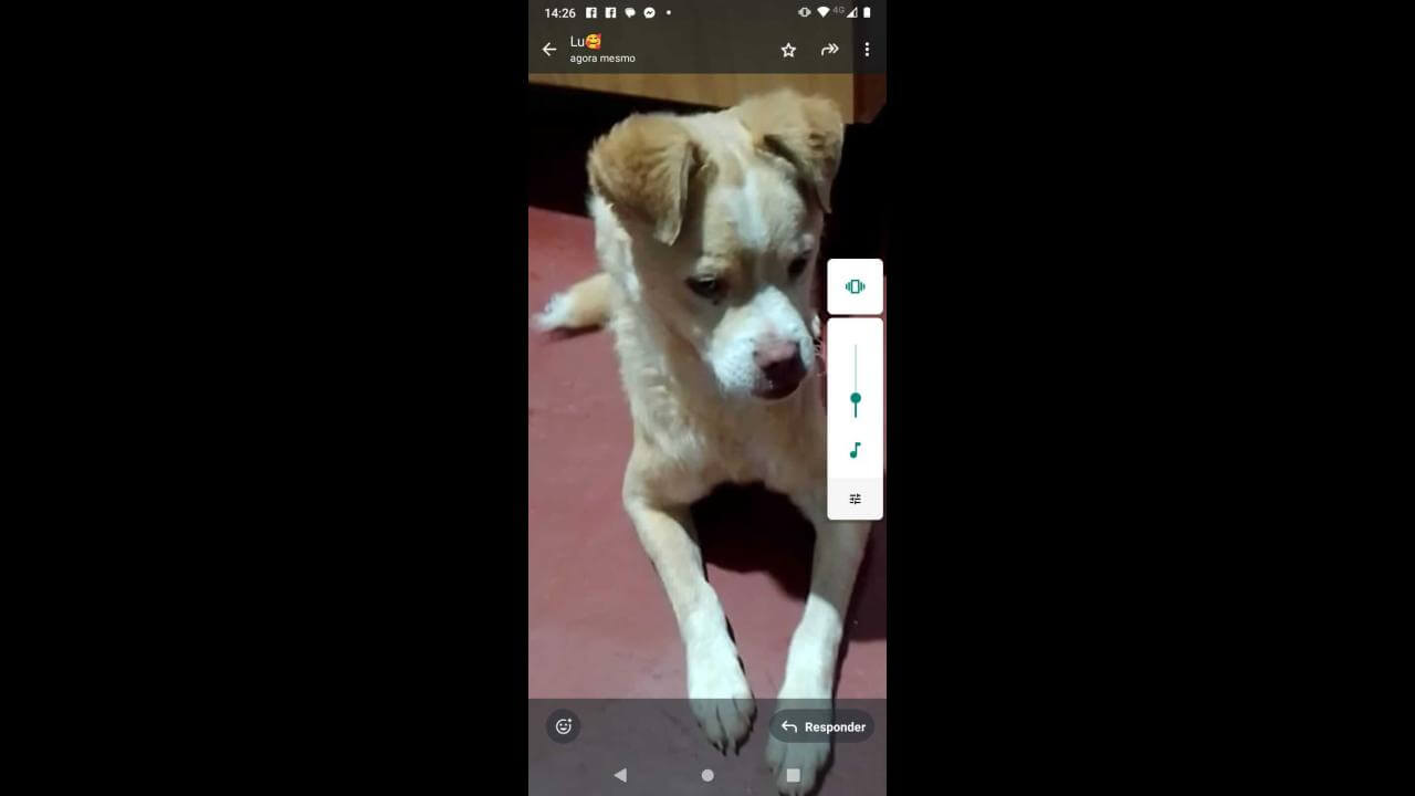 Cachorro desapareceu no bairro Santos Dumont
