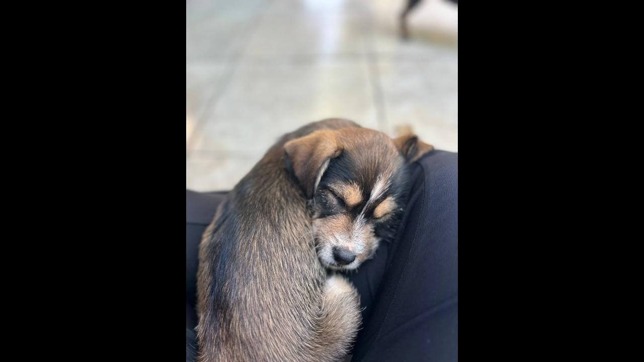 Cachorro Manny desapareceu no bairro Cascavel Velho