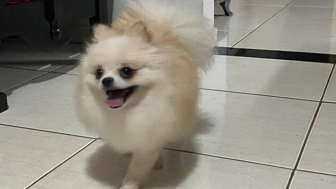 Cachorra sumiu no bairro Parque São Paulo
