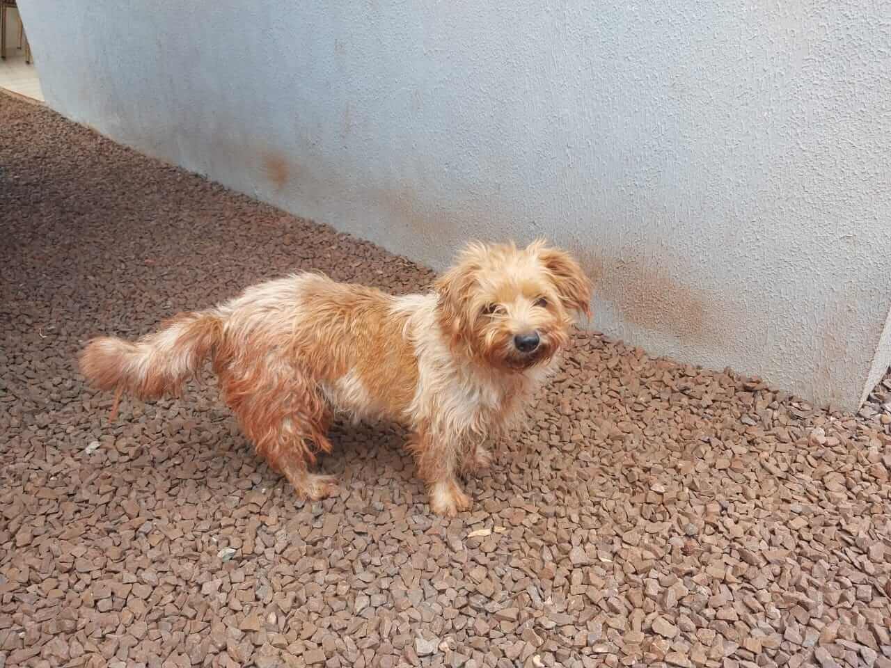 Cachorro desapareceu no bairro Canadá