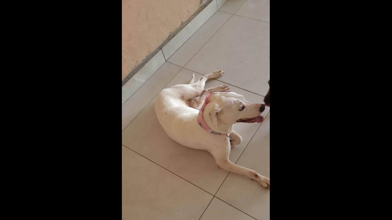 Cachorra Atena desapareceu no bairro Alto Alegre