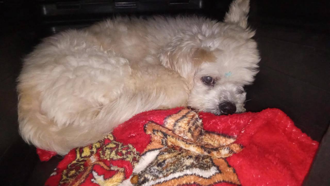 Cachorro é encontrado no bairro Brasmadeira
