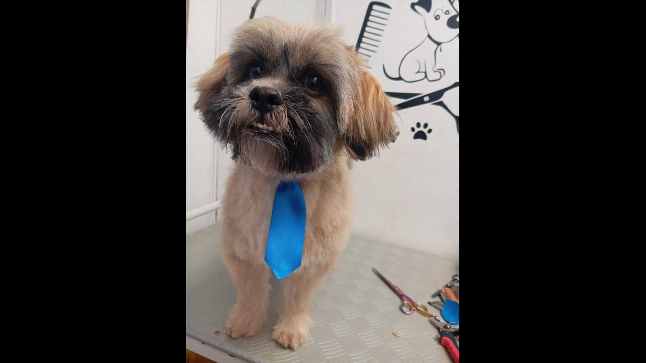 Cachorro Boby desapareceu no bairro Vila Tolentino