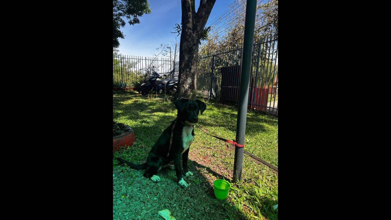 Cachorra é encontrada no bairro Coqueiral