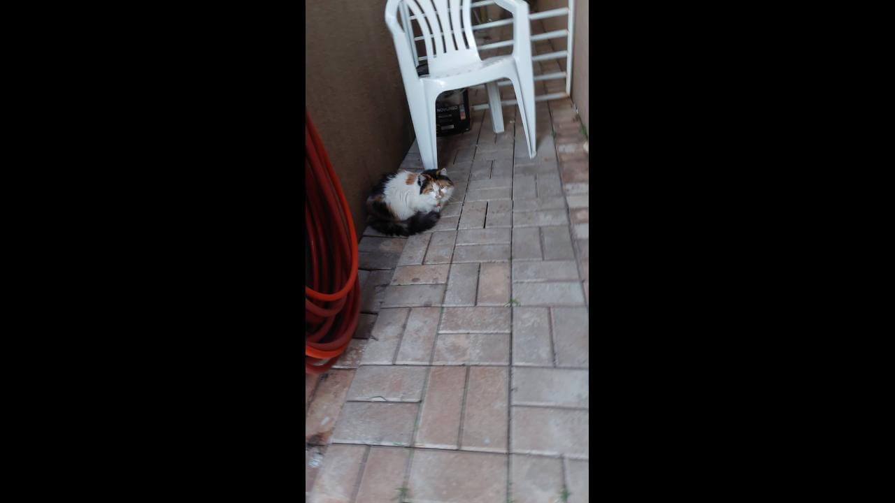 Gato é encontrado no bairro Parque Verde Gato é encontrado no bairro Parque Verde